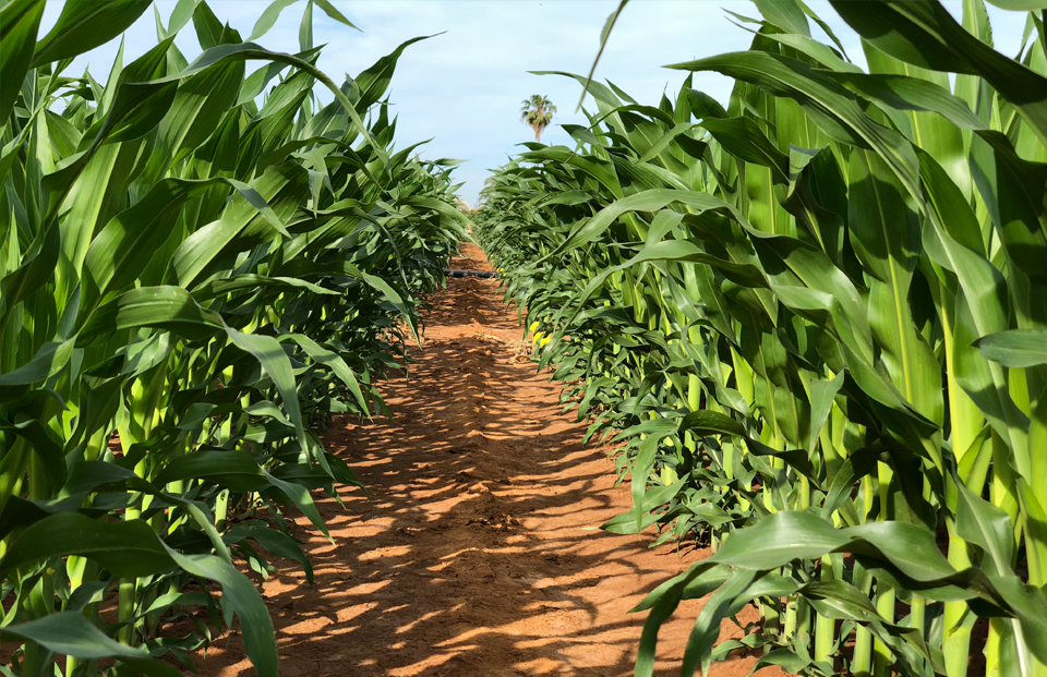 Soluciones agrocoding